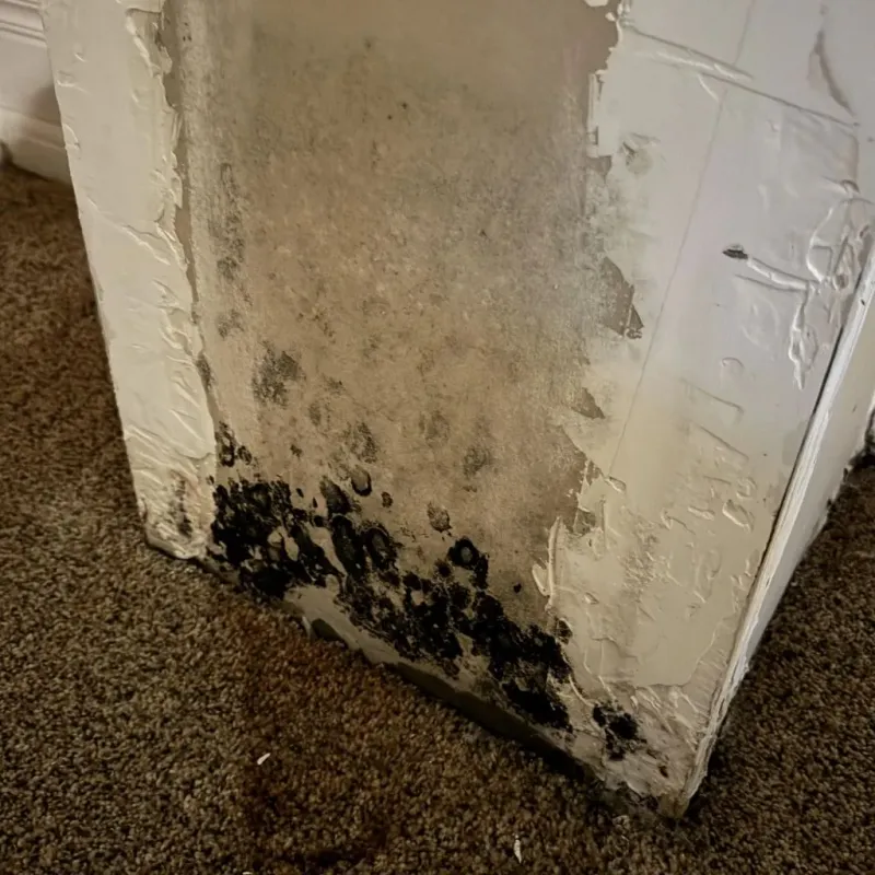 Professional Mold Removal in Apache County, AZ